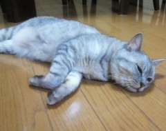 maimai130823.JPG