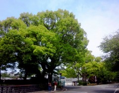 midori1404243.JPG