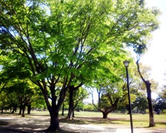 midori2130425.JPG