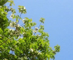 midori3130425.JPG