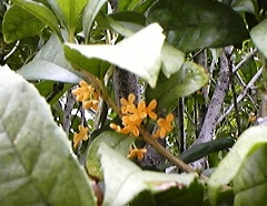 mokusei0930.jpg