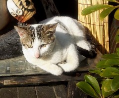 neko130122.JPG