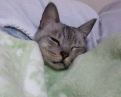 neko130128.JPG