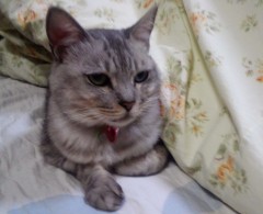 nekoneko121217.JPG