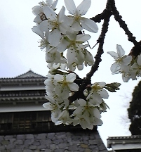 sakura0323.jpg