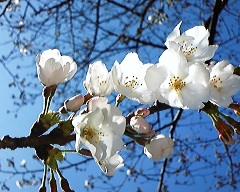 sakura1.jpg