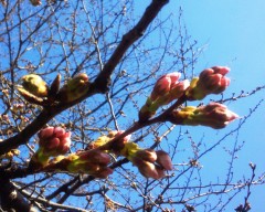 sakura130315.JPG