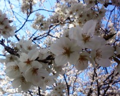 sakura130320.JPG