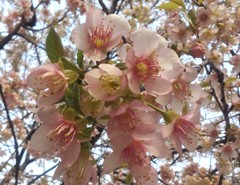 sakura140114.JPG
