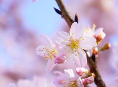 sakura140304.jpg