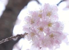 sakura1403042.jpg