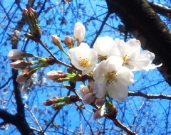 sakura140305.JPG