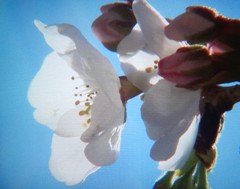 sakura1403175.JPG