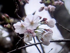 sakura140320.JPG