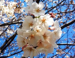 sakura1403235.JPG