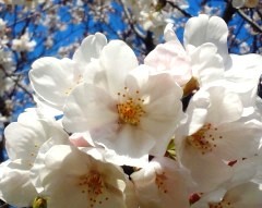 sakura1403243.JPG