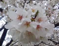 sakura140326.JPG