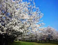 sakura1403272.JPG