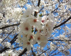 sakura1403275.JPG