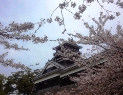 sakura1403312.JPG