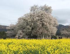 sakura140403.jpg