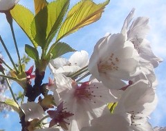 sakura140404.JPG