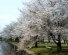 sakura20330.jpg