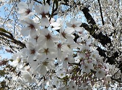 sakura20402.jpg