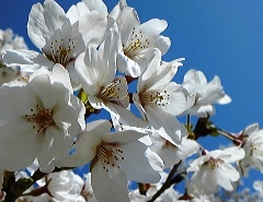 sakura20404.jpg