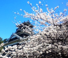 sakura2130322.JPG