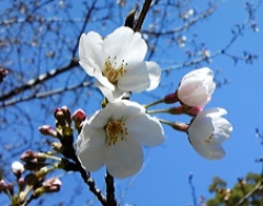 sakura3.jpg