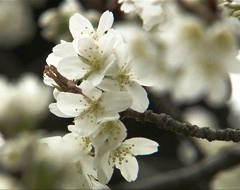 sakura30320.jpg