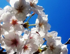 sakura3130321.JPG