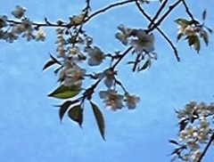 sakura40106.jpg
