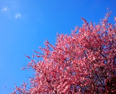 soraume130220.JPG