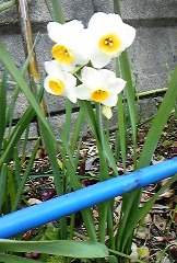 suisen0112.jpg