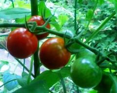 tomato140729.jpg
