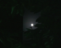 tuki121001.JPG