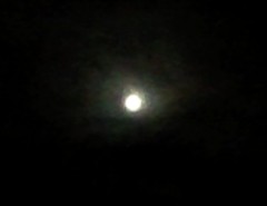 tuki1408122.JPG