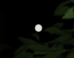 tuki3121001.JPG