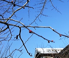 ume0118.jpg