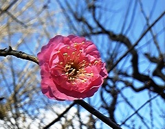 ume0123.jpg
