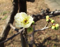 ume0203.JPG