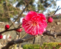 ume130130.JPG