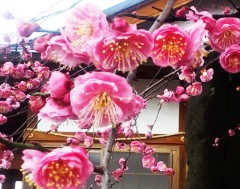 ume1302062.JPG