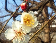 ume140117.JPG