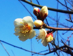 ume140131.JPG