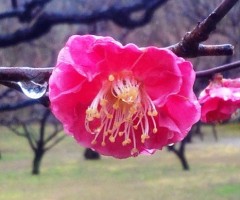 ume140227.JPG