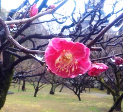 ume4140130.JPG