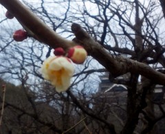 umeume130121.JPG